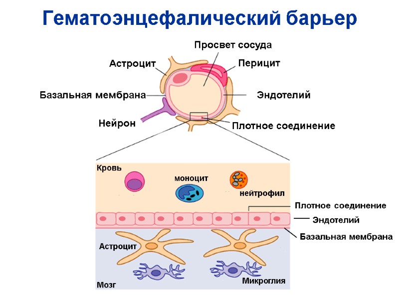 Гематоэнцефалический барьер Астроцит Перицит Эндотелий Базальная мембрана Нейрон Эндотелий Базальная мембрана Плотное соединение Просвет